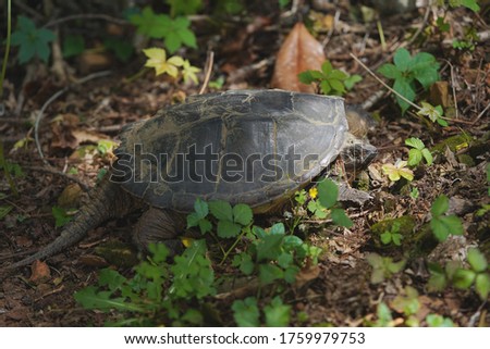 Turtle in the undergrowth in the backyard.                           