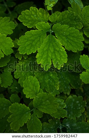 Texture of leafs of Grater celandine