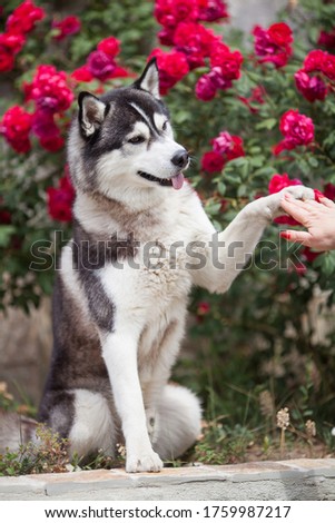 Siberian husky in roses background giving high five to human hand