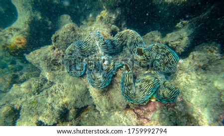 Giant clam (Tridacna gigas) underwaret photos in Indian Ocean (Thailand) 