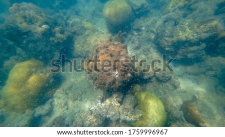 Underwater photos of corals in the Gulf of Thailand