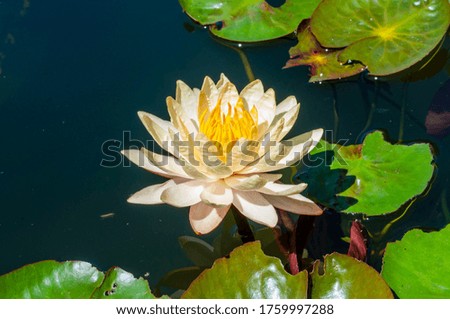 Beautiful white lotus flowers in the pond