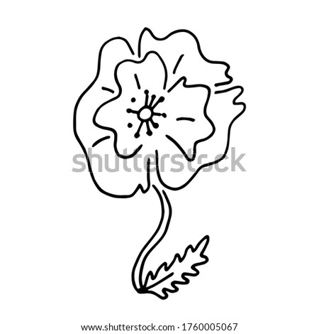 Hand drawn doodle  red poppy in blck and white style. Poppy flowers ornamental pattern, red poppy flower composition. Poppy flowers red nature cute blossom.