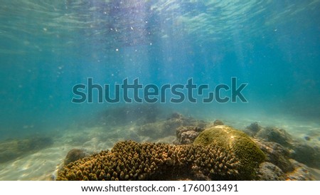 Underwater coral photos in the Gulf of Thailand