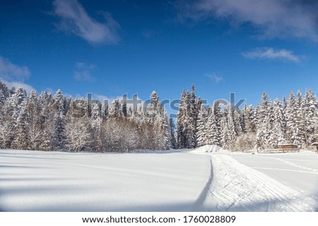Country road on a winter day under blue sky, pine cedar forest, with copy space