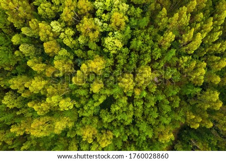 aerial view of beautiful green forest, shot from above with a drone, natural landscape, background