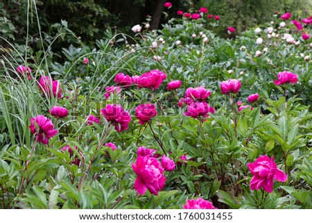 Buds pink peonies. Images, coloured.