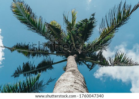 Photo of tall green palm trees against a blue sky with a long wooden trunk 
