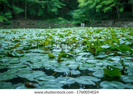 One day quiet pond overgrown with water lilies