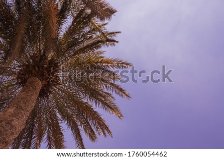 tall palm trees against the sky with clouds
