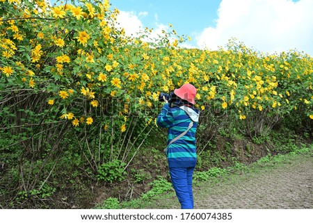 Asian female tourists wear orange hats, use a camera to collect yellow flowers called Marigold or Tithonia diversifolia. 