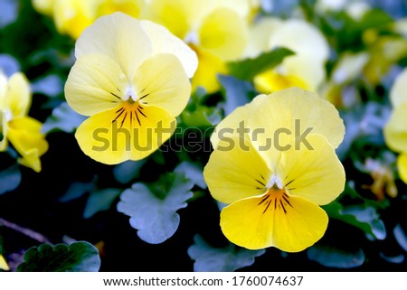 Yellow pansies closeup in summer garden