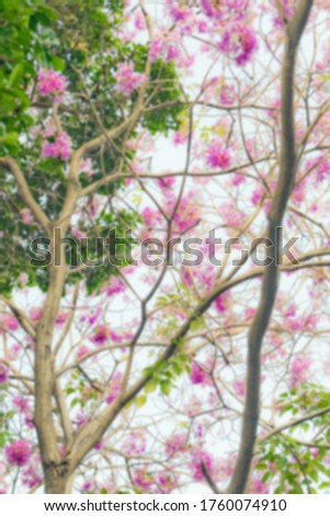 abstract blur prunus cerasoides in Thailand, Wild Himalayan Cherry pink flowers
