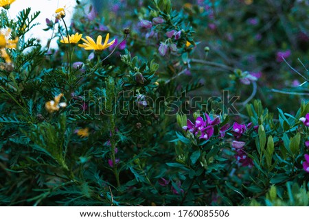 Portrait of day flowers in spring