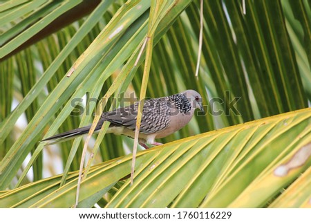 A magnificent pigeon on a coconut tree leaf. Rare features of the bird makes it more beautiful and attractive.