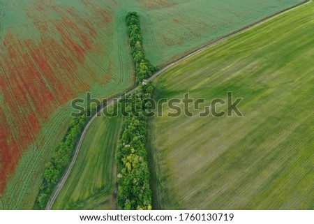 Breathtaking beautiful aerial view of poppy flowers in rapeseed and wheat field. Aerial view of the drone from above. Abstract landscape with field and winding road.