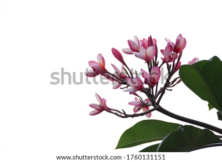 Red frangipani flower or plumeria flower on white background 
