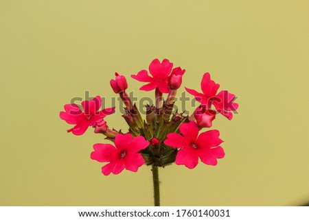 Close-up of argentinian verbena blossom against light green background