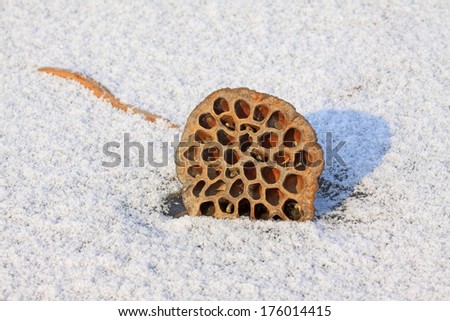 withered lotus stalk in the snow, in winter