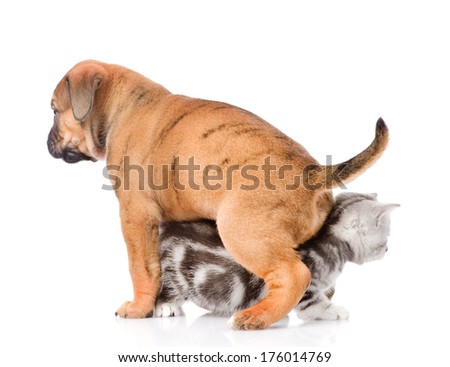 puppy sitting on a kitten. isolated on white background