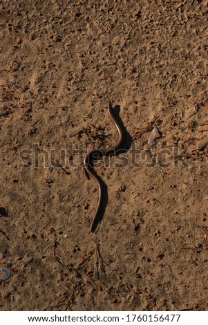 brown snake crawling on the sand. copperhead crawling on a country road.