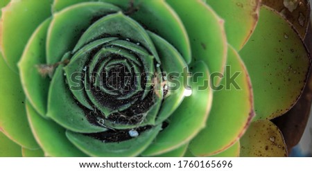 Wonderful plant showing the golden ratio proportion of perfect nature in a green background. Sacred geometry