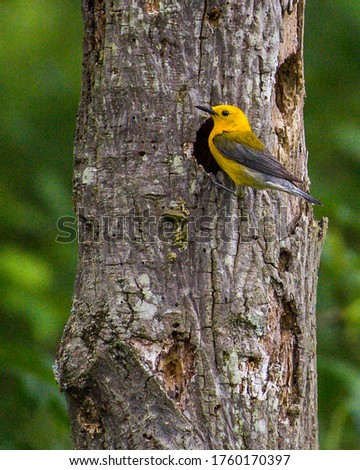Prothonotary Warbler feeding at the nest