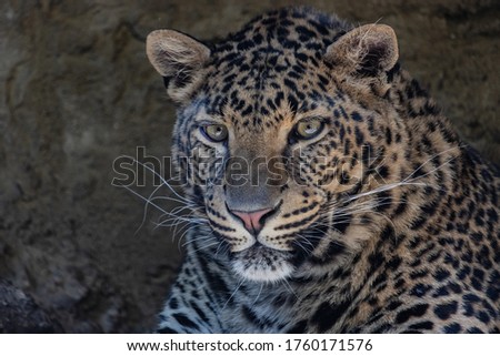 Portrait of a spotted leopard.  
The panthera pardus or just the leopard, sometimes also called a leopard, panther, panther or leopard, is a large feline beast.