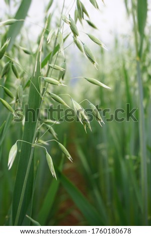 Field of young green Oats. Plantation of oats in the field - crop agricultural industry. Royalty-Free Stock Photo #1760180678