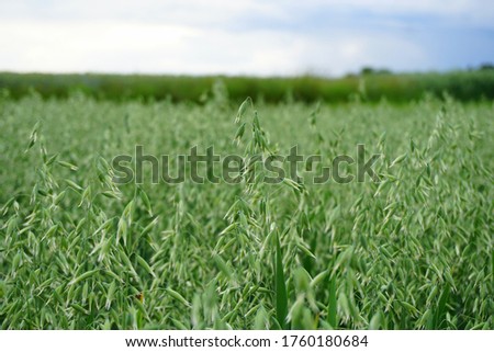 Field of young green Oats. Plantation of oats in the field - crop agricultural industry. Royalty-Free Stock Photo #1760180684