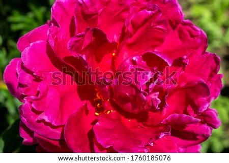 Peony red and pink flower blooms