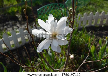 Blooming white Magnolia flower on a branch in spring in the garden of a country house close up