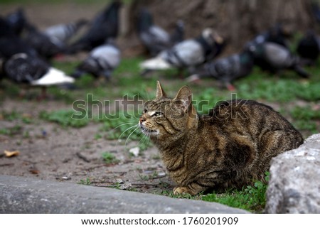 A large, happy, striped street cat is resting in nature against the background of wild pigeons