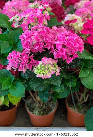 Colorful Hydrangea (Hydrangea macrophylla) or Hortensia Flower in the Flowerpots. Natural Light Selective Focus