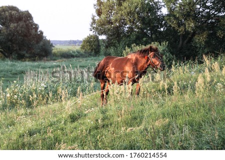Beautiful racehorse on a pasture in the village. Horse in nature near the forest. Stock background for design
