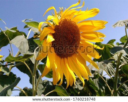 Big bright sunflower on a blue sky, macro picture. 
