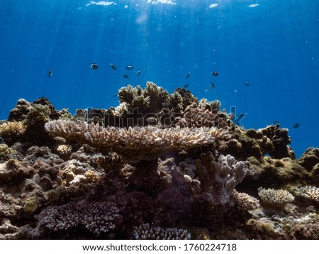fish and coral on the great barrier reef