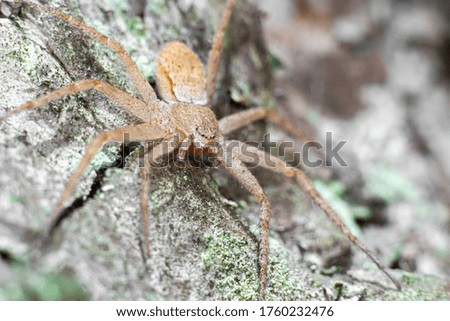 a spider on a pine tree basks in the sun