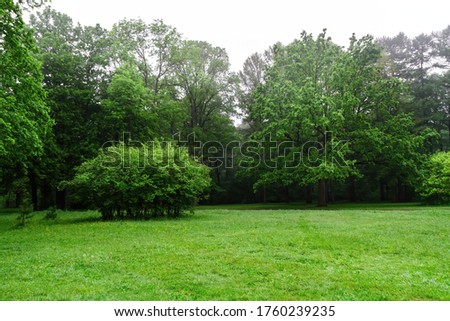 View of a well-kept field in the city forest Park in the morning fog after a night rain, with lush flowering vegetation covered with dew, bushes and green trees of different breeds Royalty-Free Stock Photo #1760239235