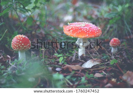 Three toadstool mushrooms growing in the forest