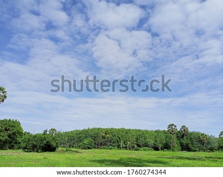 Grass forest rubber tree sky clouds