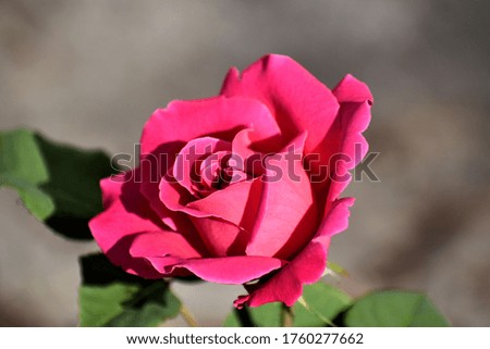Picture of a blossoming Champion rose