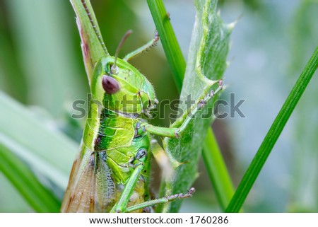 grasshopper - portrait