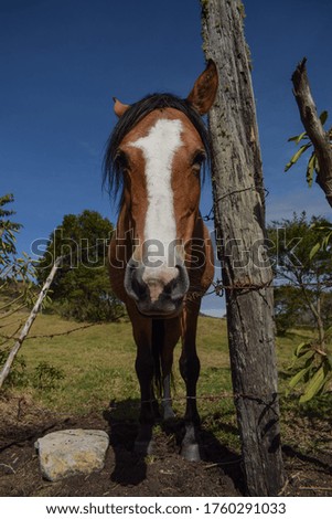 one portrait if a horse on field in a summer day 