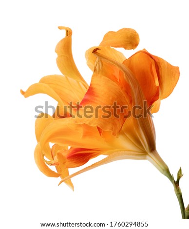Orange daylily, Orange flower isolated on white background with clipping path