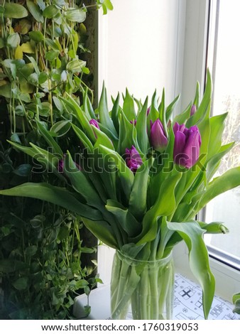 large beautiful bouquet of unopened purple tulips on the window