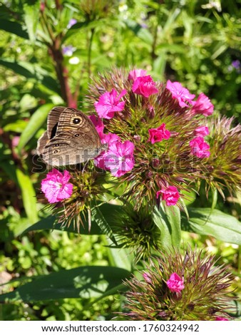 Butterfly on a flower in a country garden