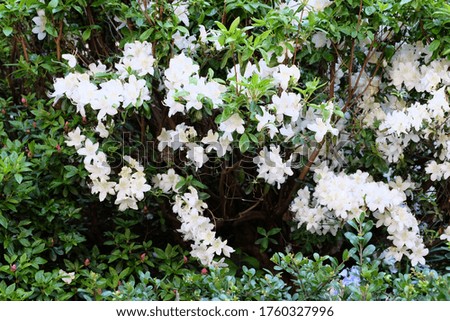 Branches with blossoms on tree in streets in the city. Tree with flowers in spring in white blossoming. Cherry branches or blooming tree in spring or summer for background.