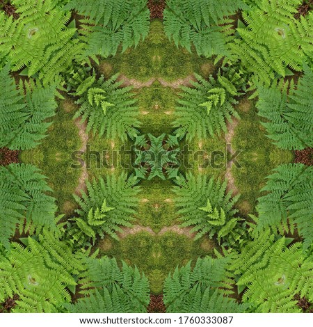 Green mandala from forest trees. Mandala made from natural objects. Natural ornament. Symmetry and perfection