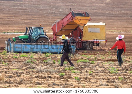Agricultural machinery. Farmer and a tractor with a trailer, unload potatoes that have recently harvested into a large container. 